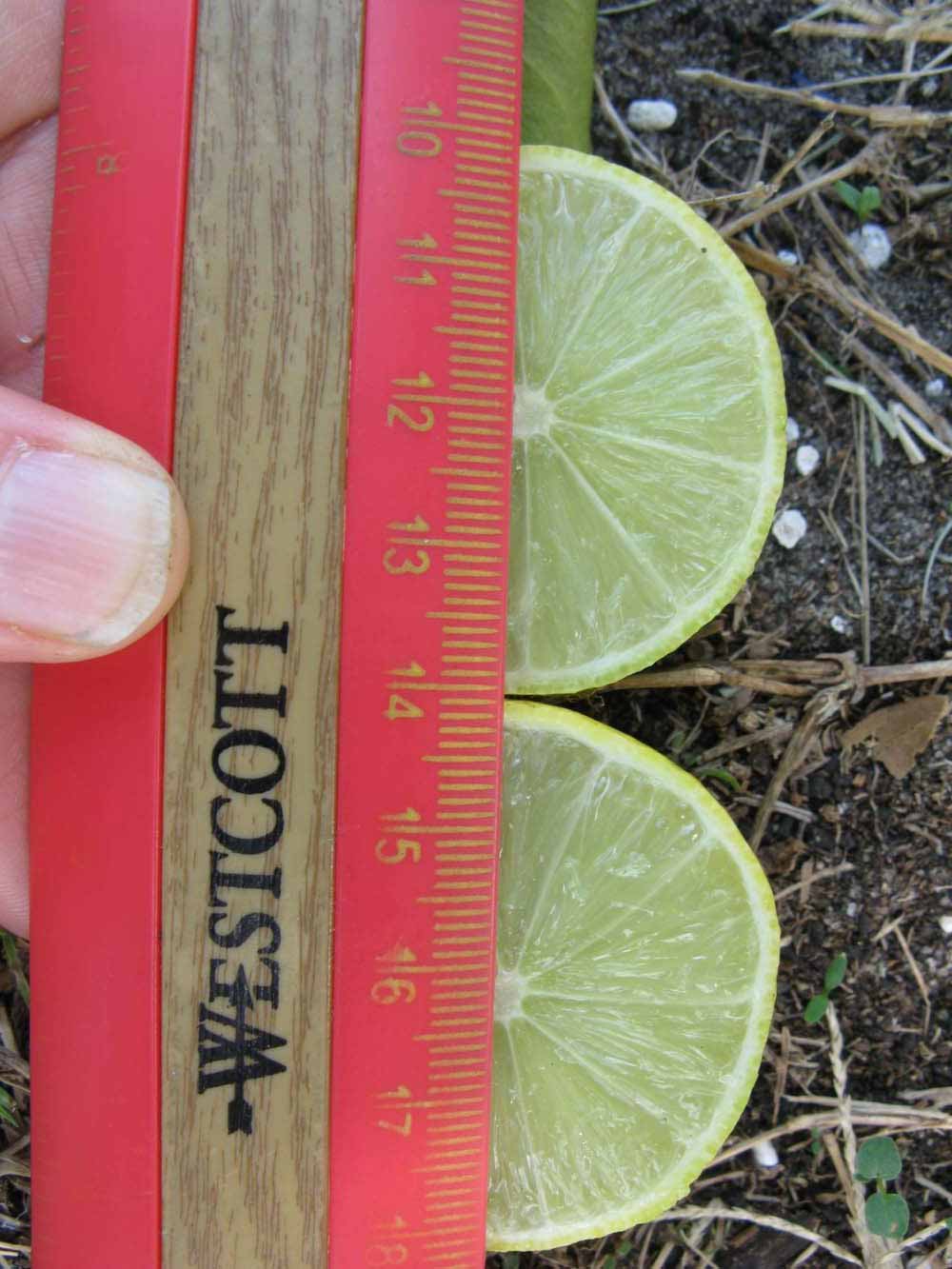            Fruit cross-section (Thornless Key lime, Winter Haven, FL)   